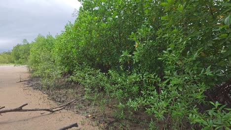 a tropical mangrove forest along a coastal shoreline, home to diverse wildlife and a natural barrier against coastal erosion.