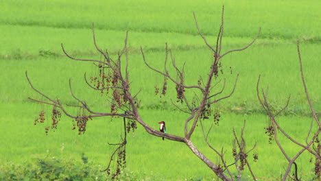 Halcyon-Smyrnensis,-Martín-Pescador-De-Garganta-Blanca,-Se-Da-La-Vuelta-Después-De-Tragarse-Una-Rana-Grande-Mientras-Está-Sentado-En-La-Rama-De-Un-árbol