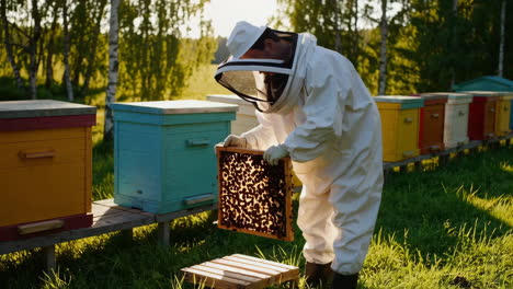 a beekeeper inspecting a honeycomb frame in an apiary