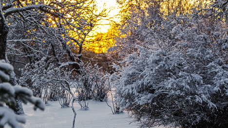 close up on snow covered dry branches, backlit by sun flares at sunset