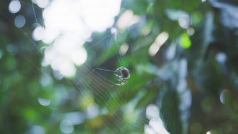 slow motion shot of an orb weaver spider constructing its web in the trees waiting for prey to get stuck