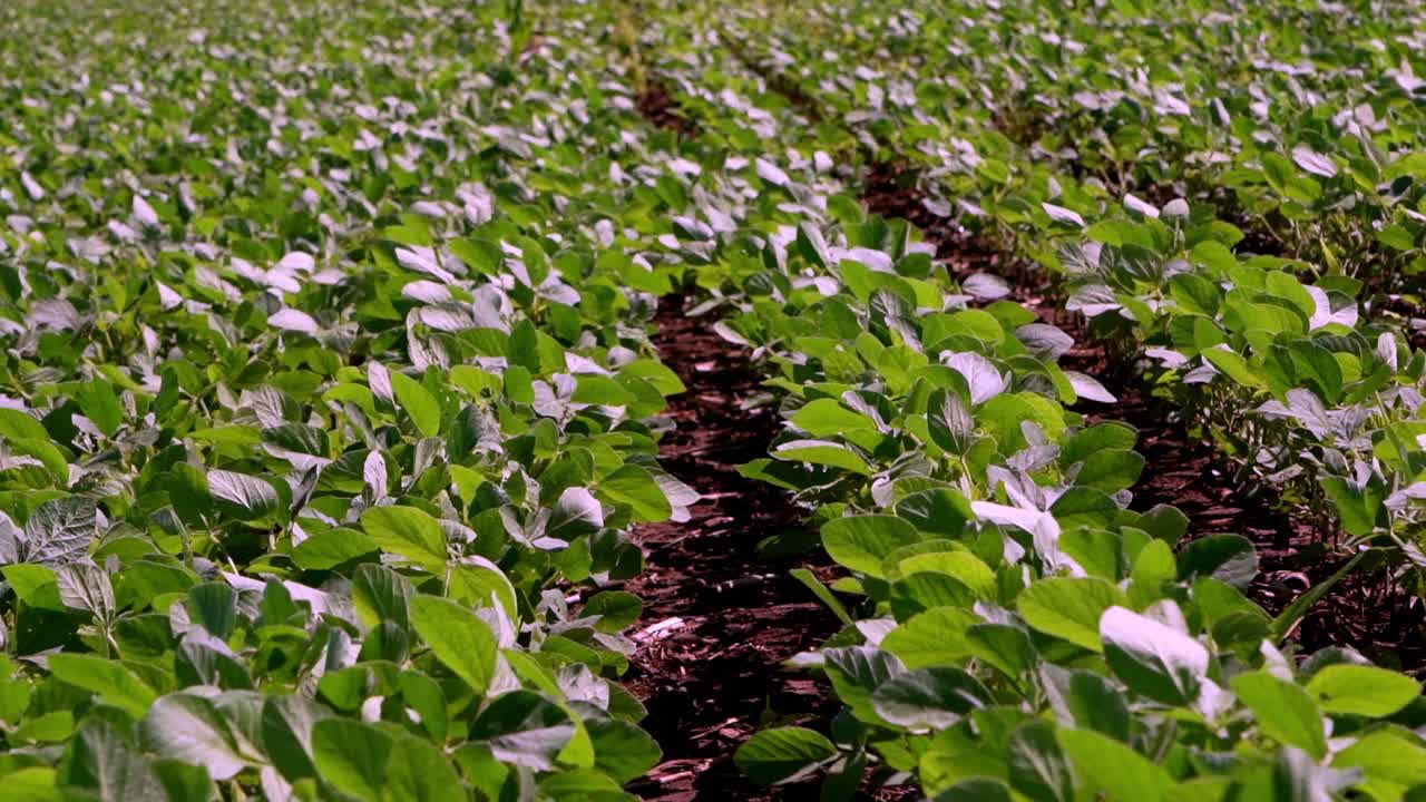 Green soybean field on a farm
