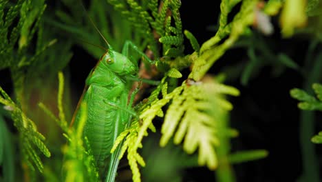 camuflaje de saltamontes en las hojas verdes del jardín