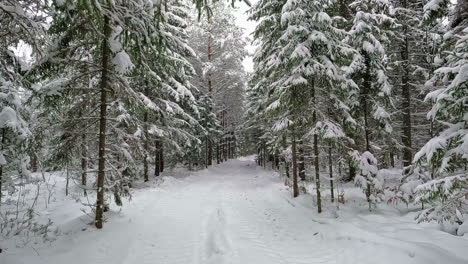 point of view shot of fresh snow falling on spruce tree forest, slow motion