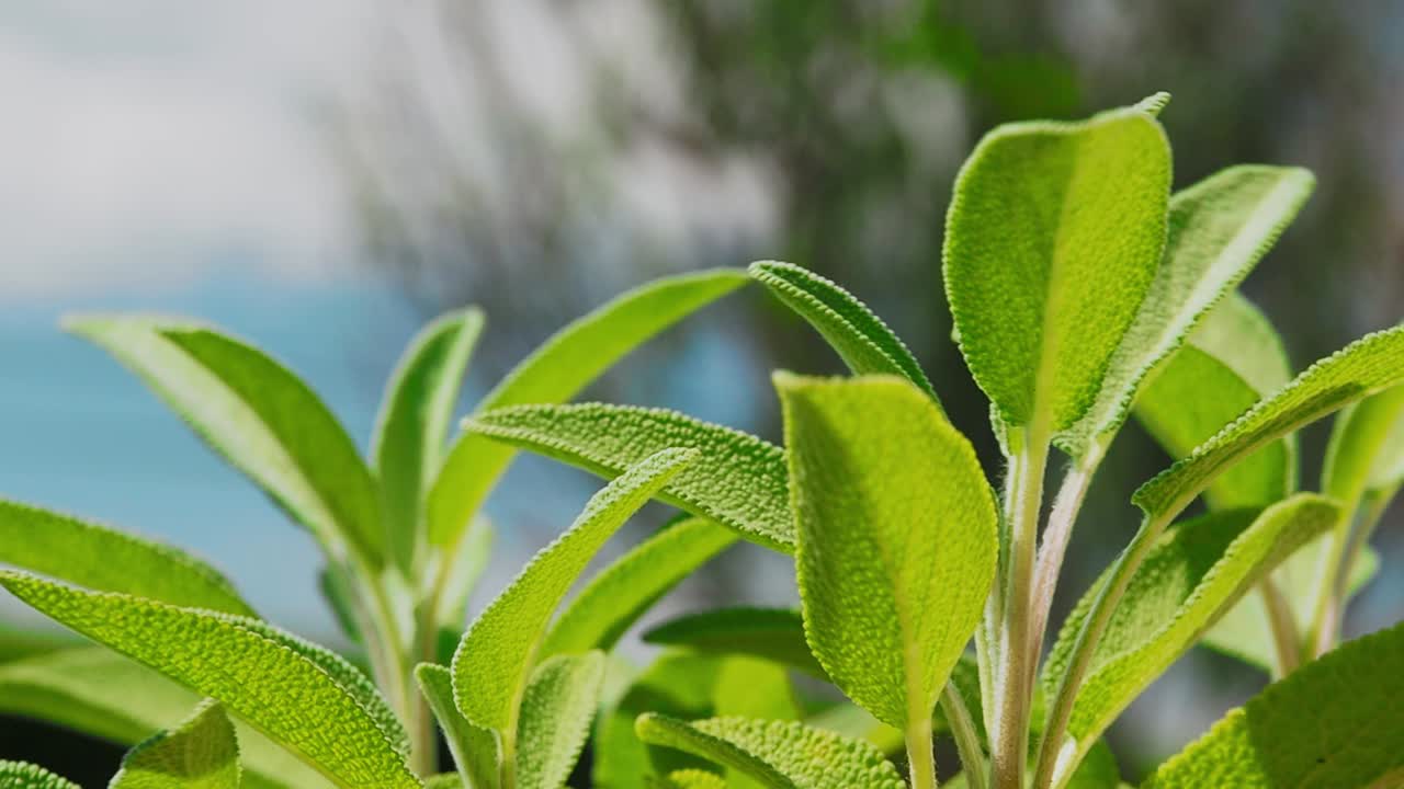 la planta de salvia es una hierba maravillosa para el té y para uso médico