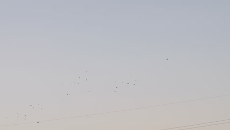 bandada de aves migratorias volando por encima de las líneas eléctricas durante el día en tokio, japón