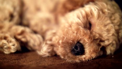 un cachorro adorable durmiendo