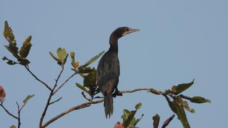 cormorán esperando para la caza - relajándose