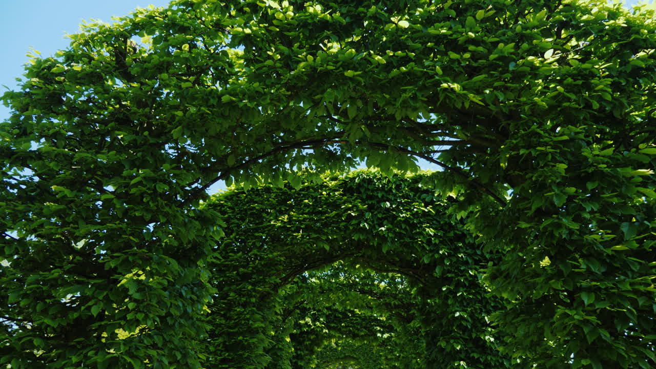 зеленые арки с листьями