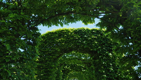 arcos de hojas verdes