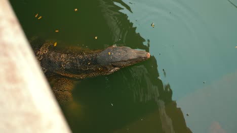 Waran-Im-Lumpini-Park-Bangkok-Beim-Wasserschwimmen