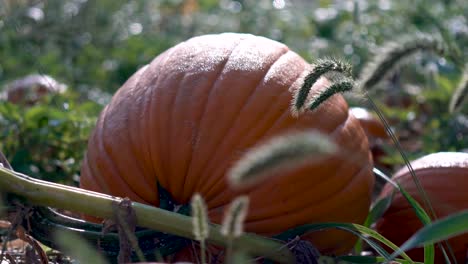 extreme closeup with very slow dolly motion to the right of large pumpkins on their withering vines in a field backlit by the morning sun