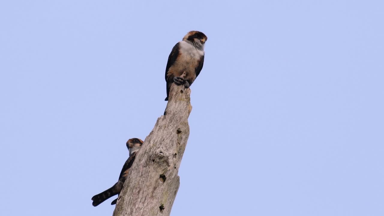 검은 허벅지 매는 아시아 일부 국가의 숲에서 발견되는 가장 작은 맹금류 중 하나입니다.
