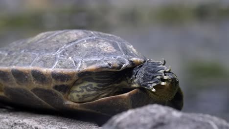 Una-Adorable-Tortuga-Rayada-China-Levantando-Su-Pie-Para-Rascarse-La-Cara---De-Cerca