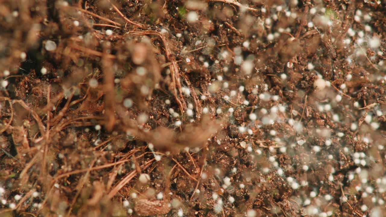 Close-up view of soil with roots and fungal growth