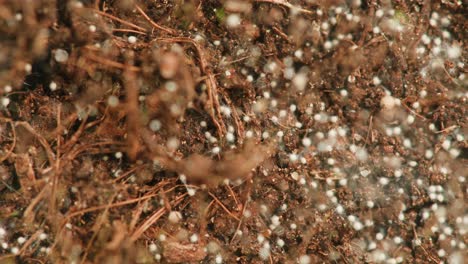 close-up view of soil with roots and fungal growth