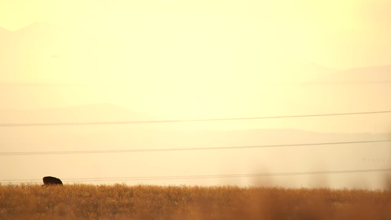 콜로라도 평원의 노새 사슴