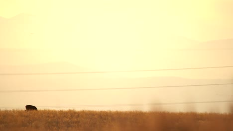 venado bura en las llanuras de colorado