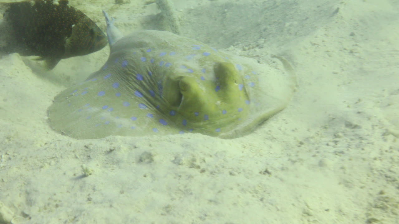 raya azul en el mar rojo al lado del arrecife de coral
