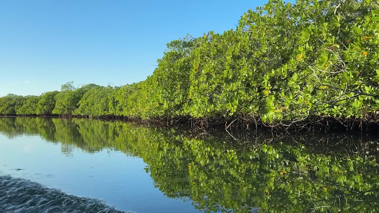 Trekvartsbild från båt genom mangroveträd i Roatan, Honduras 2026
