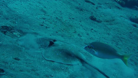 Breiter-Cowtail-Stachelrochen-Spielt-Mit-Sand-Und-Fisch,-Zeitlupe