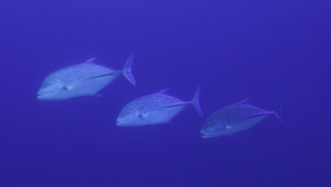 giant blue fin trevally in the red sea of egypt