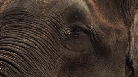 happy elephant playing with trunk in waterhole