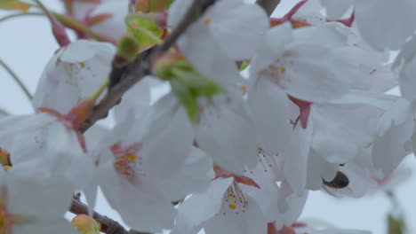 primer plano de delicadas flores blancas de cerezo con sutiles acentos rosados en una rama, anunciando la llegada de la primavera
