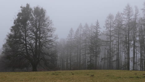 fog in the middle of the forest with a view of the tree trunk and fine snow in the background