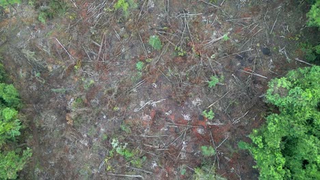 muchos árboles han sido cortados en el bosque malvan drone tiro