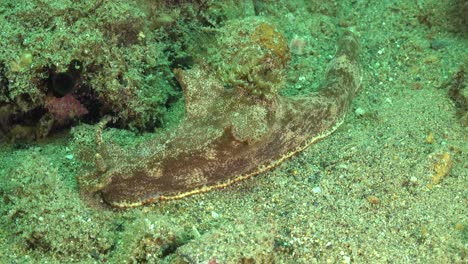 nudibranquio arrastrándose sobre fondo de arrecife arenoso