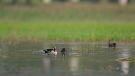 Indische-Fleckenschnabelente-Schwimmt-Morgens-Im-Feuchtgebiet