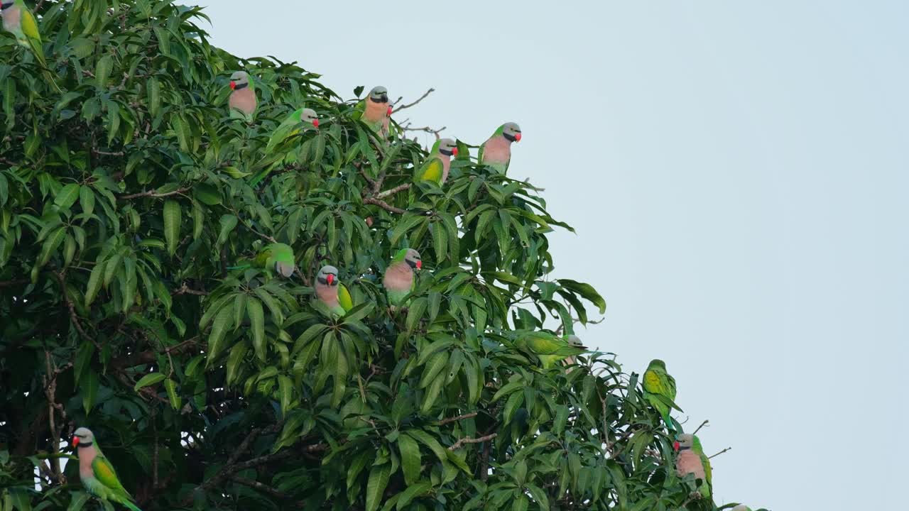 Uno stormo sul lato di questo albero di mango rivelato da un cielo azzurro chiaro al mattino mentre la telecamera si allontana, Parrocchetto dal petto rosso Psittacula alexandri, Thailandia