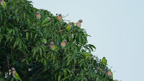un rebaño en el lado de este árbol de mango revelado con un cielo azul claro durante la mañana cuando la cámara se aleja, periquito de pecho rojo psittacula alexandri, tailandia