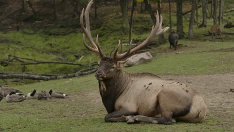 ヘラジカの雄牛があなたを見て、スローモを噛む カメラが横にスライドする