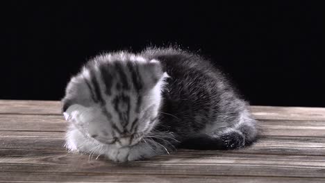 adorable scottish fold kitten