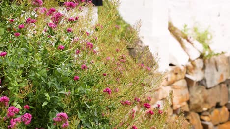 red valerian flowers blooming in a garden