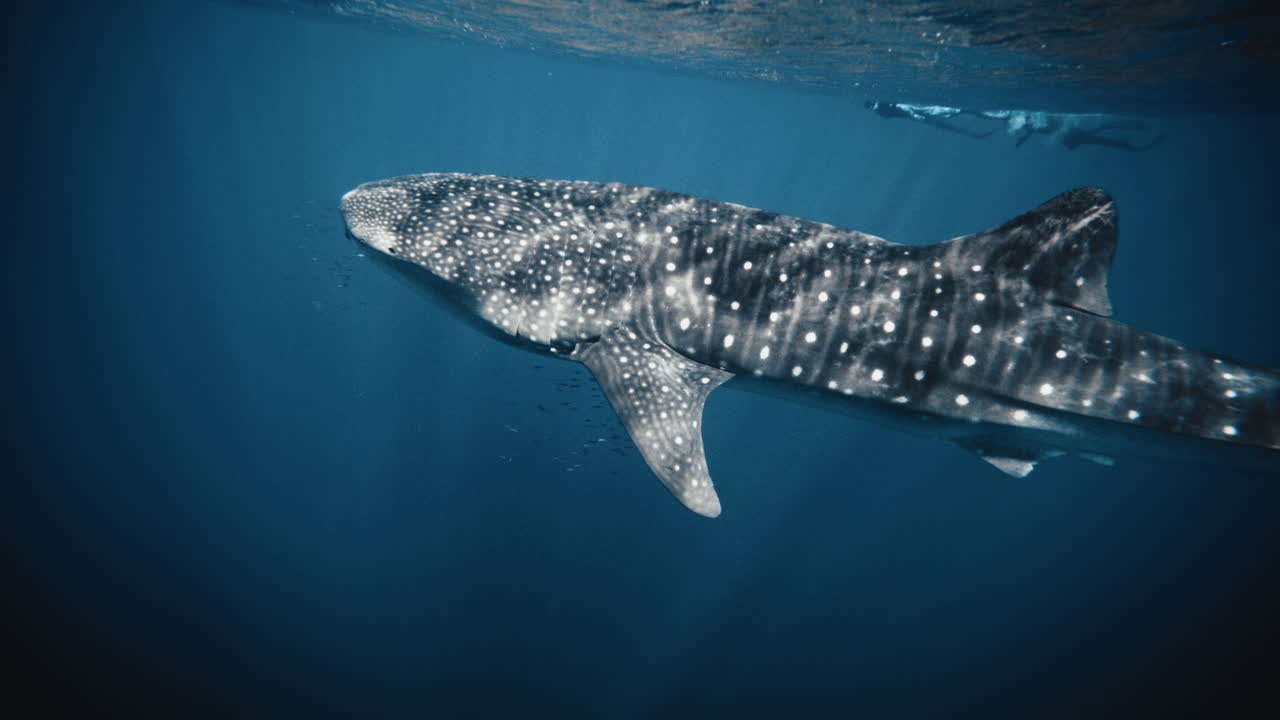 vista lateral de un tiburón ballena nadando a la superficie con las aletas pectorales, en cámara lenta