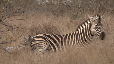 a zebra mare lies in the savannah grass next to her newborn foal