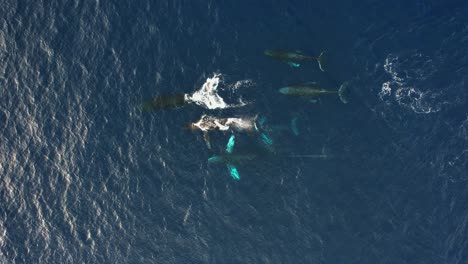 Manada-De-Ballenas-Jorobadas-En-El-Mar-Abierto---Arriba,-Vista-Aérea