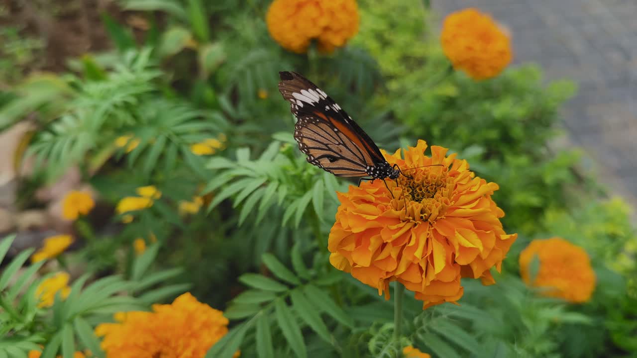Una farfalla si nutre delicatamente di nettare mentre si posa su un fiore di calendula arancione brillante, circondata da foglie verdi e calendule fiorite in un giardino colorato.