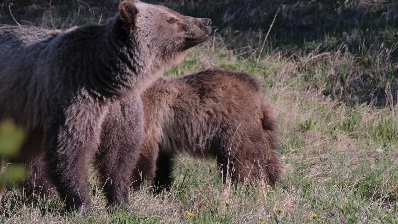 In the soft light of dusk, a grizzly bear mother tenderly interacts with her cub amidst the wildflowers of a serene meadow, a rare glimpse into the intimate behaviors of these majestic animals