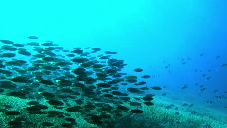 Schwarm-Junger-Papageienfische-Und-Scherenschwanz-Sergeants,-Die-Auf-Dem-Tiefblauen-Meer-Schwimmen