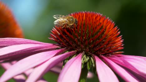 Foto-Macro-De-Abejas-Silvestres-Recolectando-Néctar-De-Hermosas-Flores-En-La-Naturaleza,-Cámara-Lenta