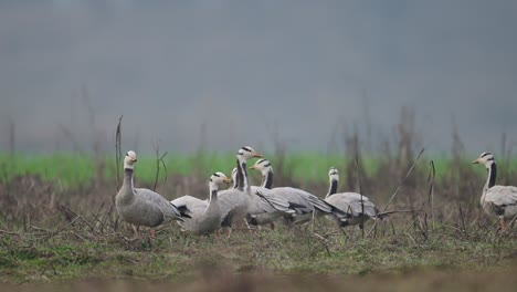 flock of bar headed goose resting