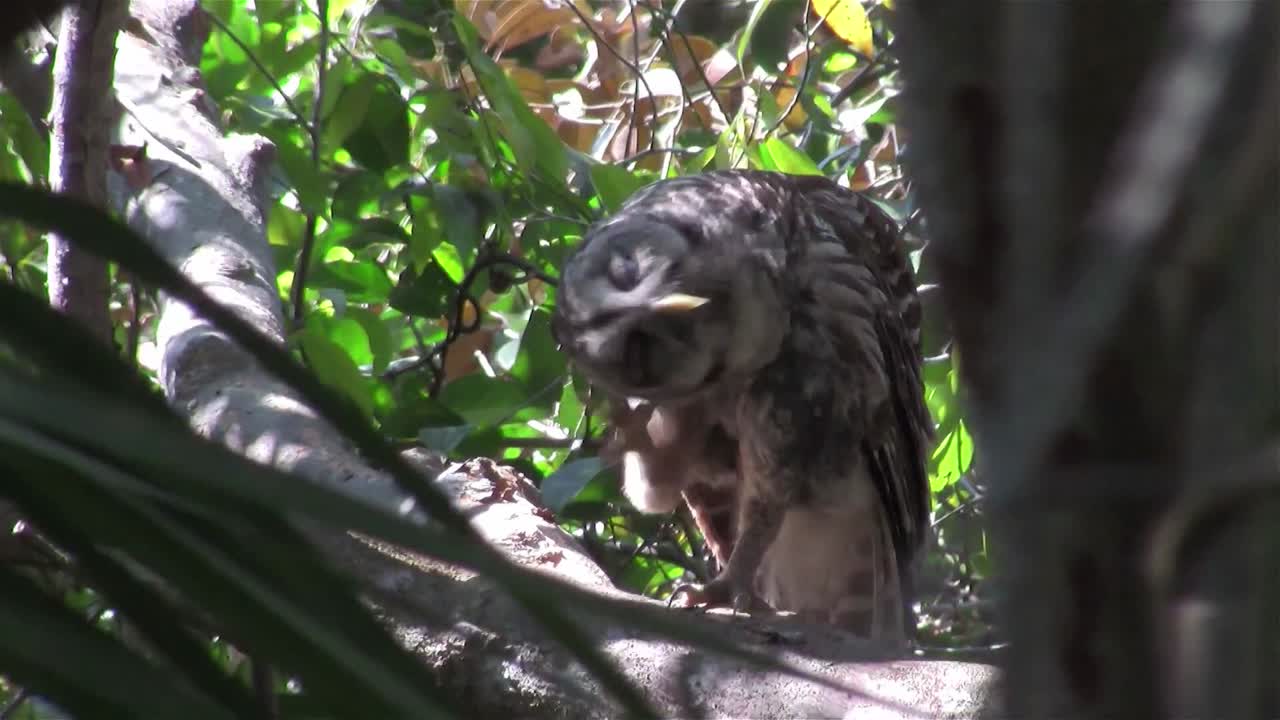 막대올빼미가 나무에 있는 횃대에서 몸을 다듬고 몸을 긁는다