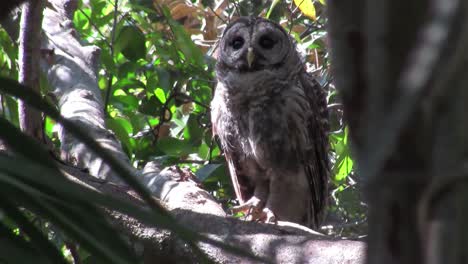 Un-Búho-Barrado-Se-Pavonea-Y-Se-Rasca-Desde-Una-Percha-En-Un-árbol