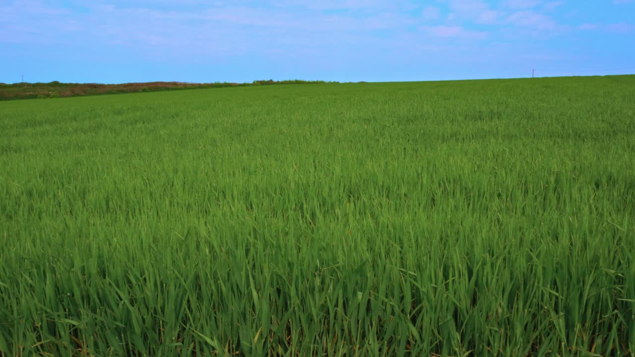 campo verde fresco que sopla suavemente en el viento contra un cielo azul