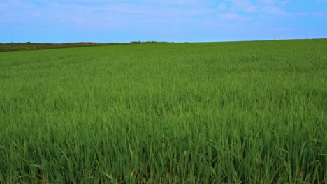 fresh green field gently blowing in the wind against a blue sky