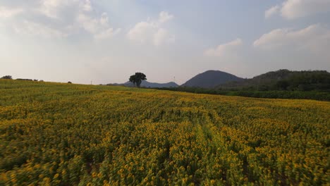 Campo-De-Girasoles-Por-La-Tarde,-Khao-Yai,-Nakhon-Ratchasima,-Tailandia